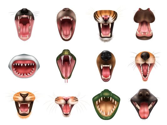 Realistic set with animal open mouths with tiger hippo crocodile cat shark snake fox bear dog monkey lion wolf isolated vector illustration