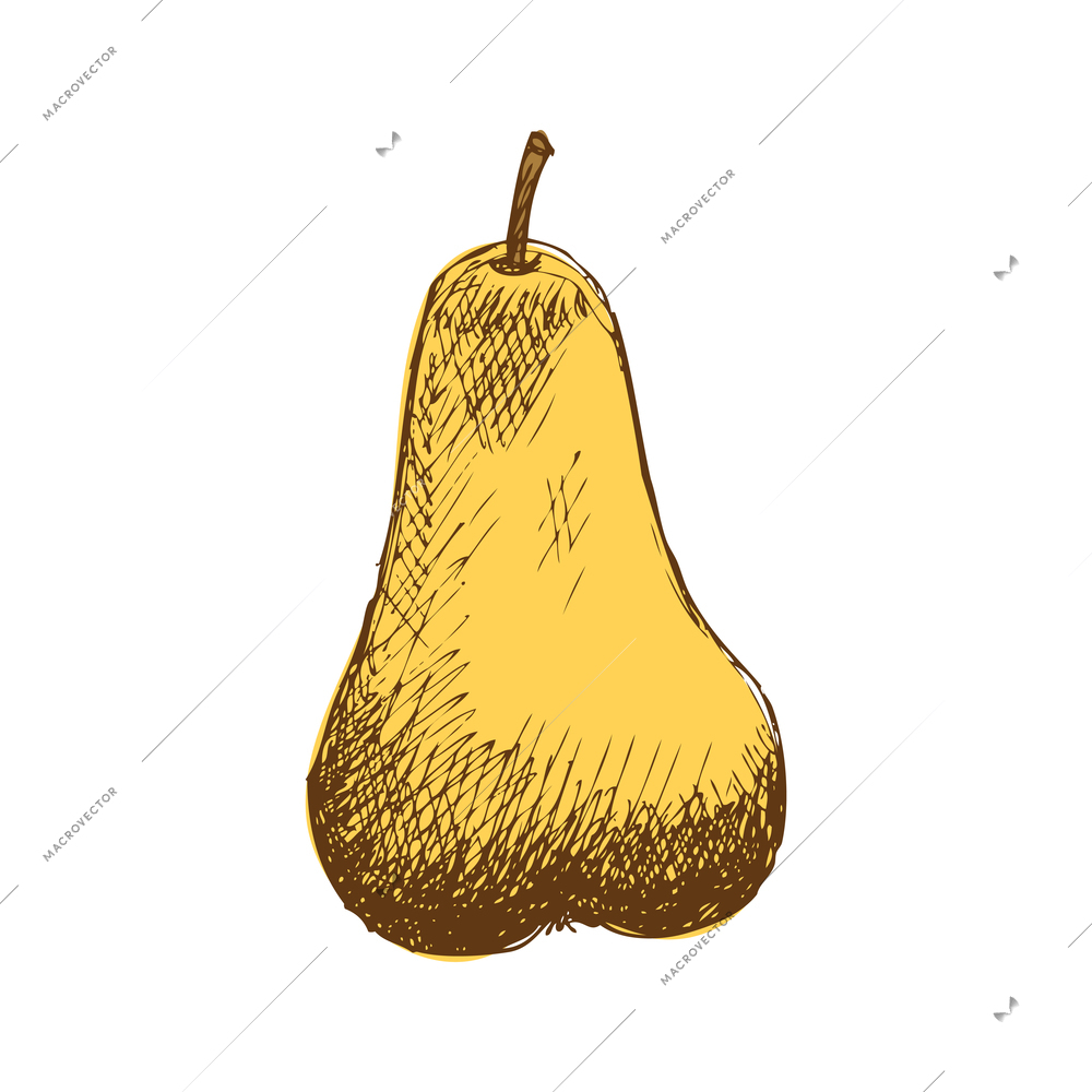 Ripe yellow pear hand drawn vector illustration