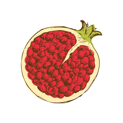 Hand drawn color pomegranate half on white background vector illustration