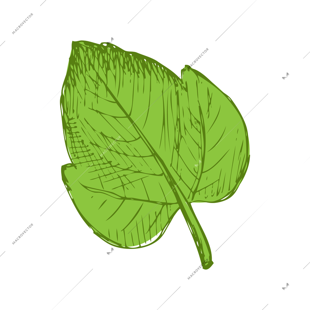 Green hand drawn leaf on white background vector illustration