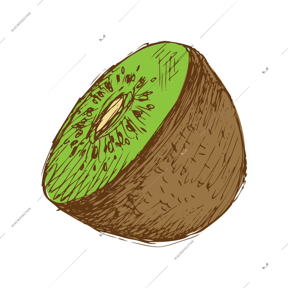 Hand drawn kiwi half vector illustration