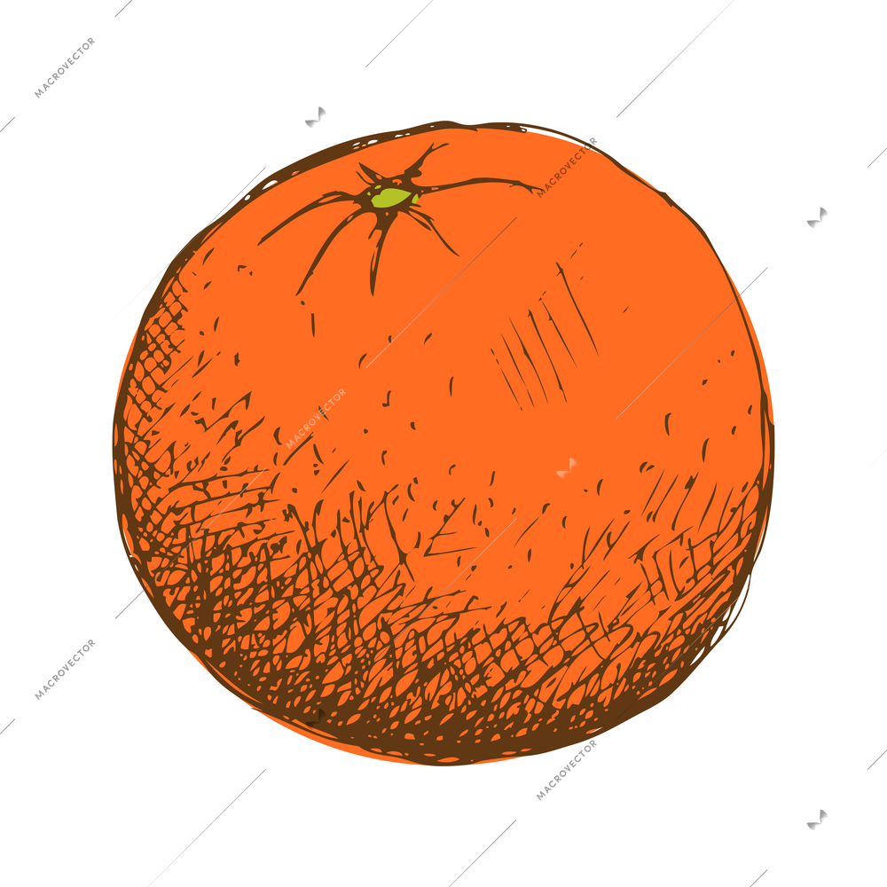 Whole unpeeled orange hand drawn vector illustration