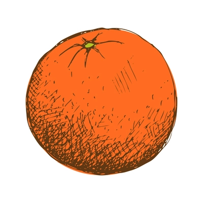 Whole unpeeled orange hand drawn vector illustration