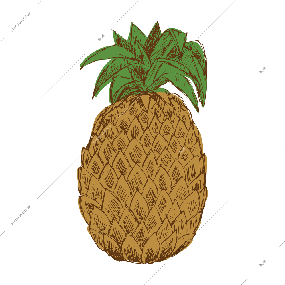 Hand drawn pineapple with green leaves vector illustration