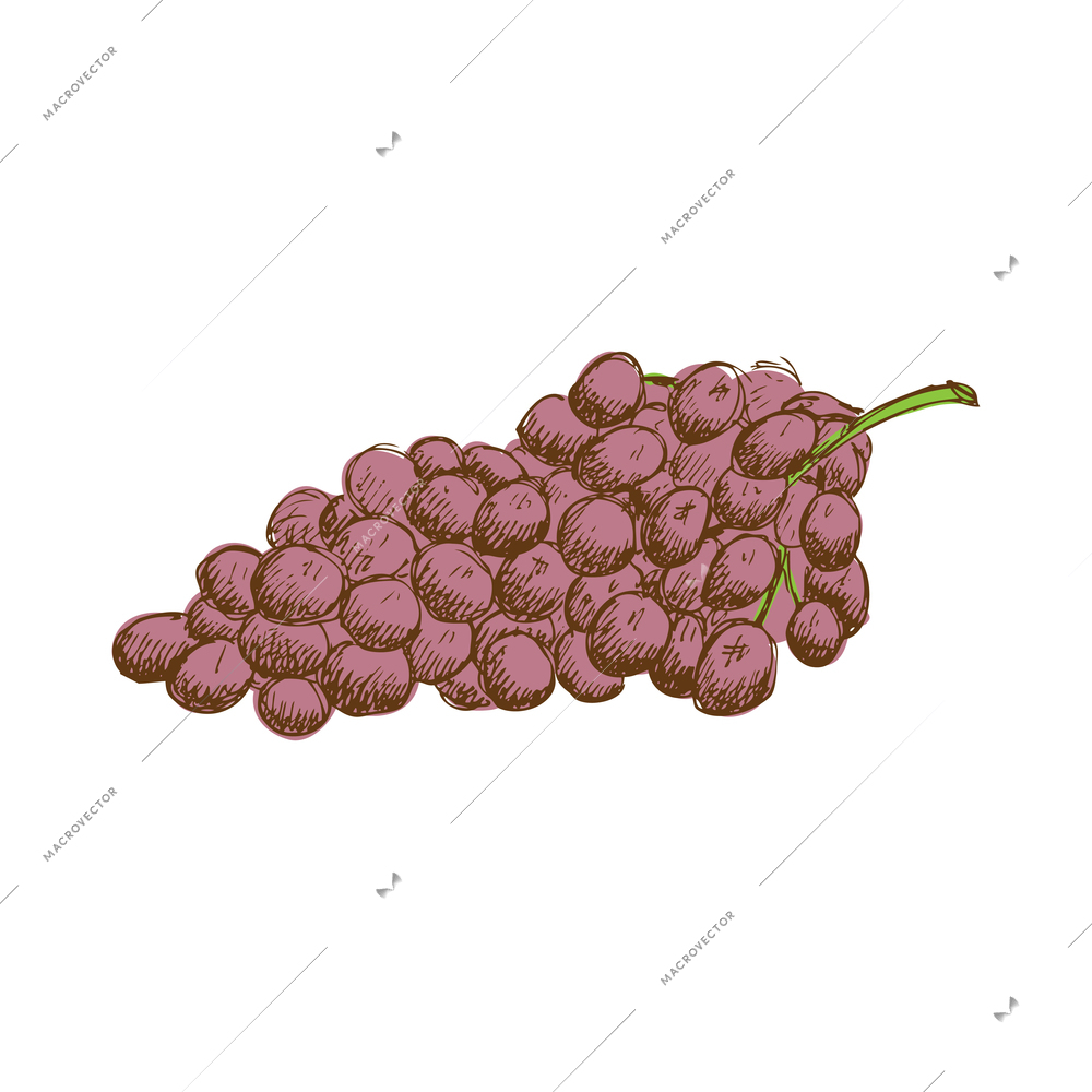 Hand drawn cluster of grapes on white background vector illustration