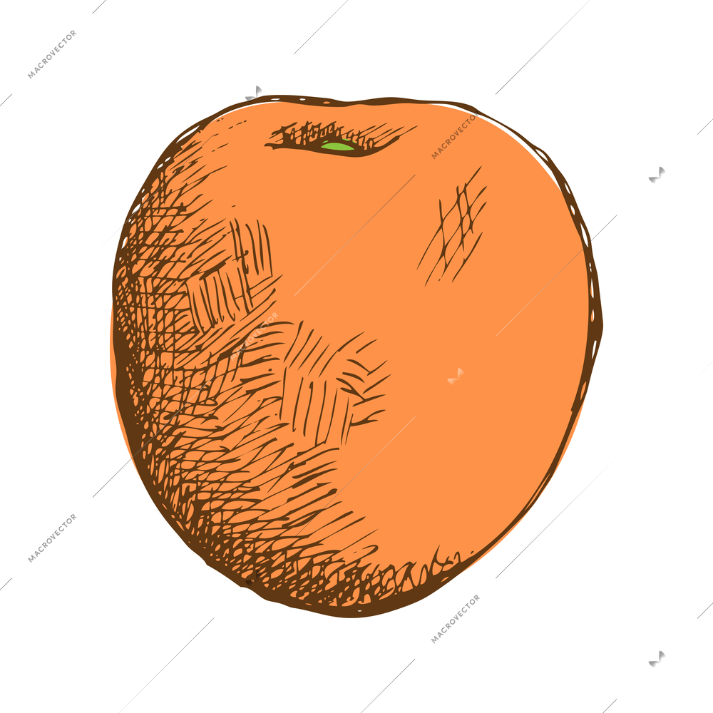 Whole peach on white background hand drawn vector illustration