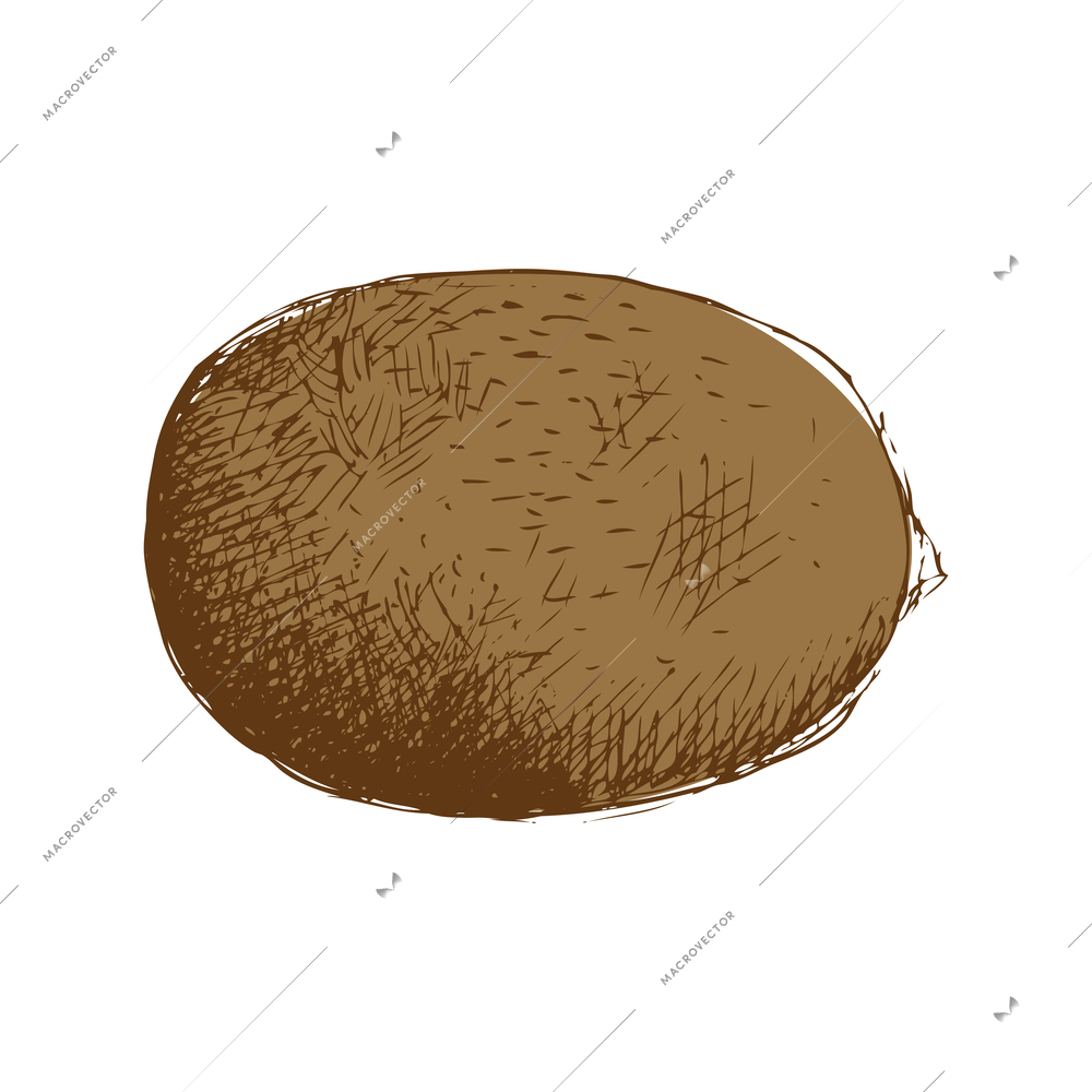 Whole hand drawn kiwi vector illustration