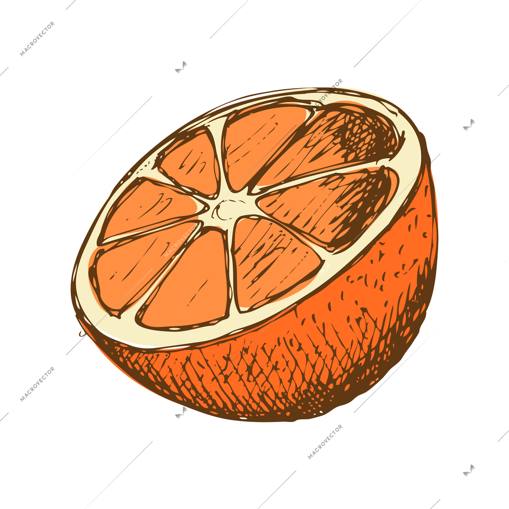 Hand drawn orange half on white background vector illustration