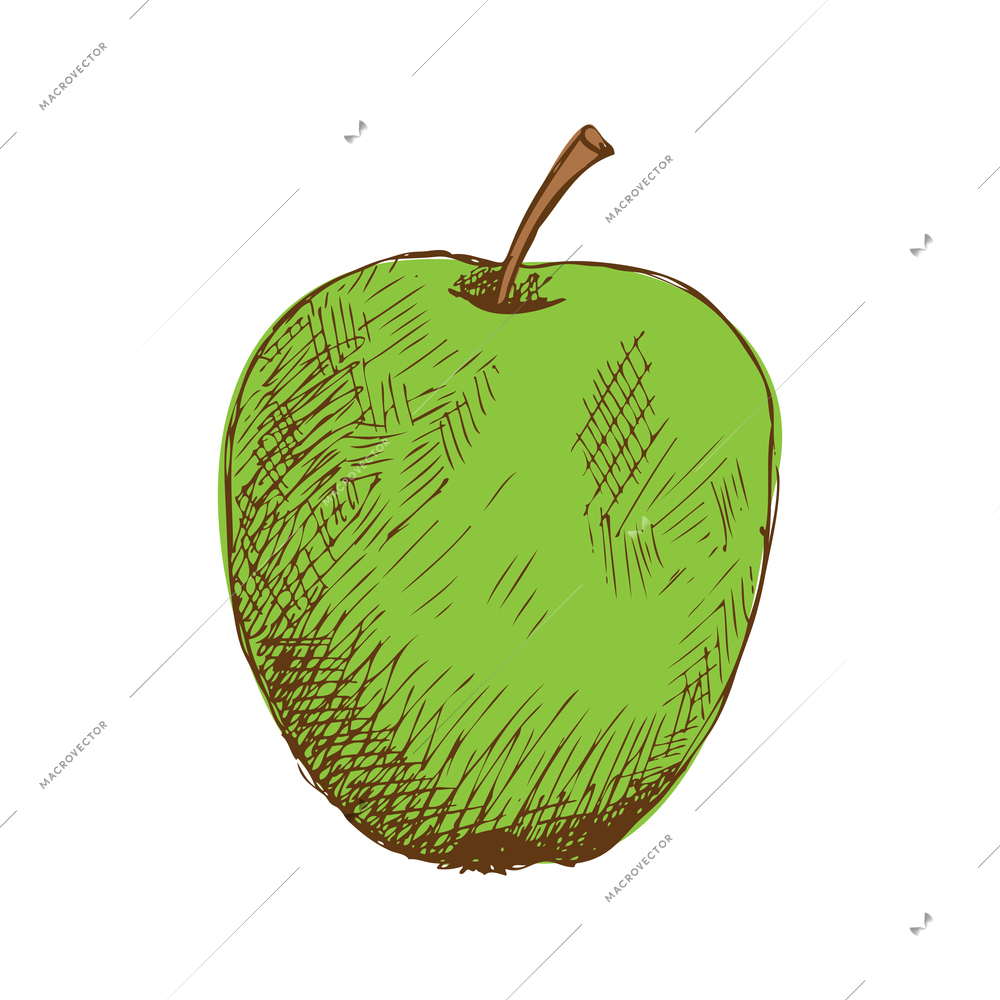 Green hand drawn apple on white background vector illustration