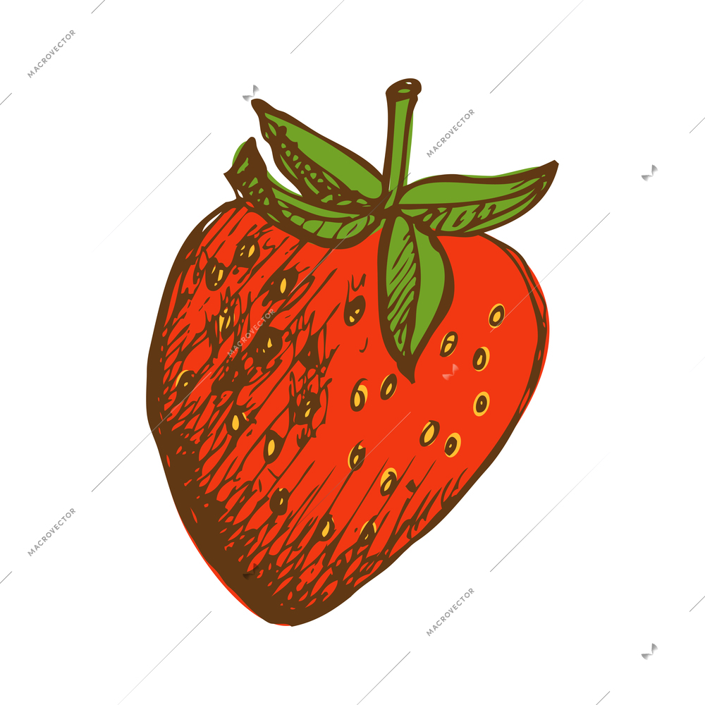 Whole ripe red strawberry with green leaves hand drawn vector illustration