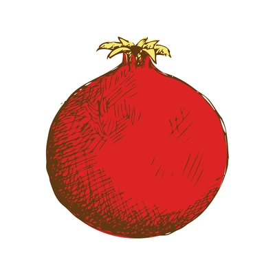 White pomegranate on white background hand drawn vector illustration