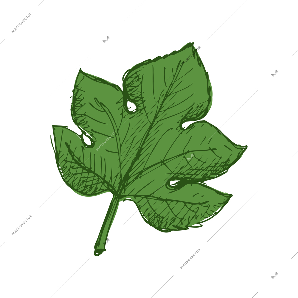 Green grapes vine leaf on white background hand drawn vector illustration