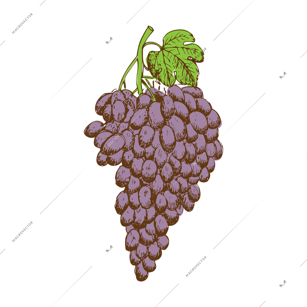 Hand drawn bunch of dark grapes with green leaf vector illustration