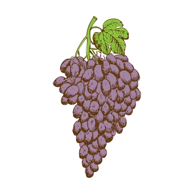 Hand drawn bunch of dark grapes with green leaf vector illustration