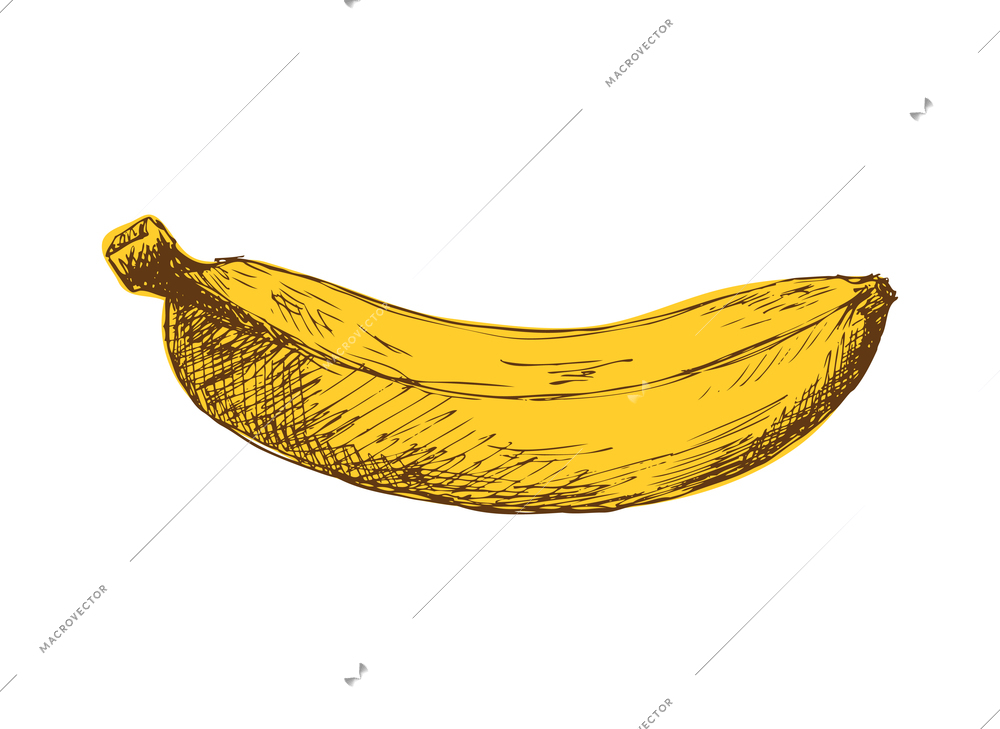 Whole unpeeled banana hand drawn vector illustration