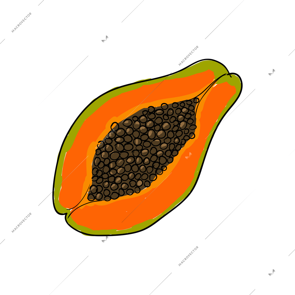 Fresh papaya half on white background sketch vector illustration