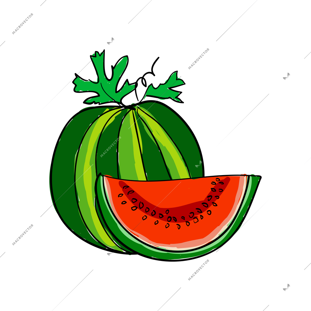 Sketch whole watermelon with leaves and slice vector illustration