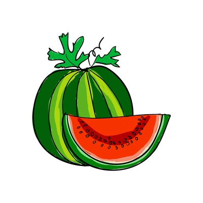 Sketch whole watermelon with leaves and slice vector illustration