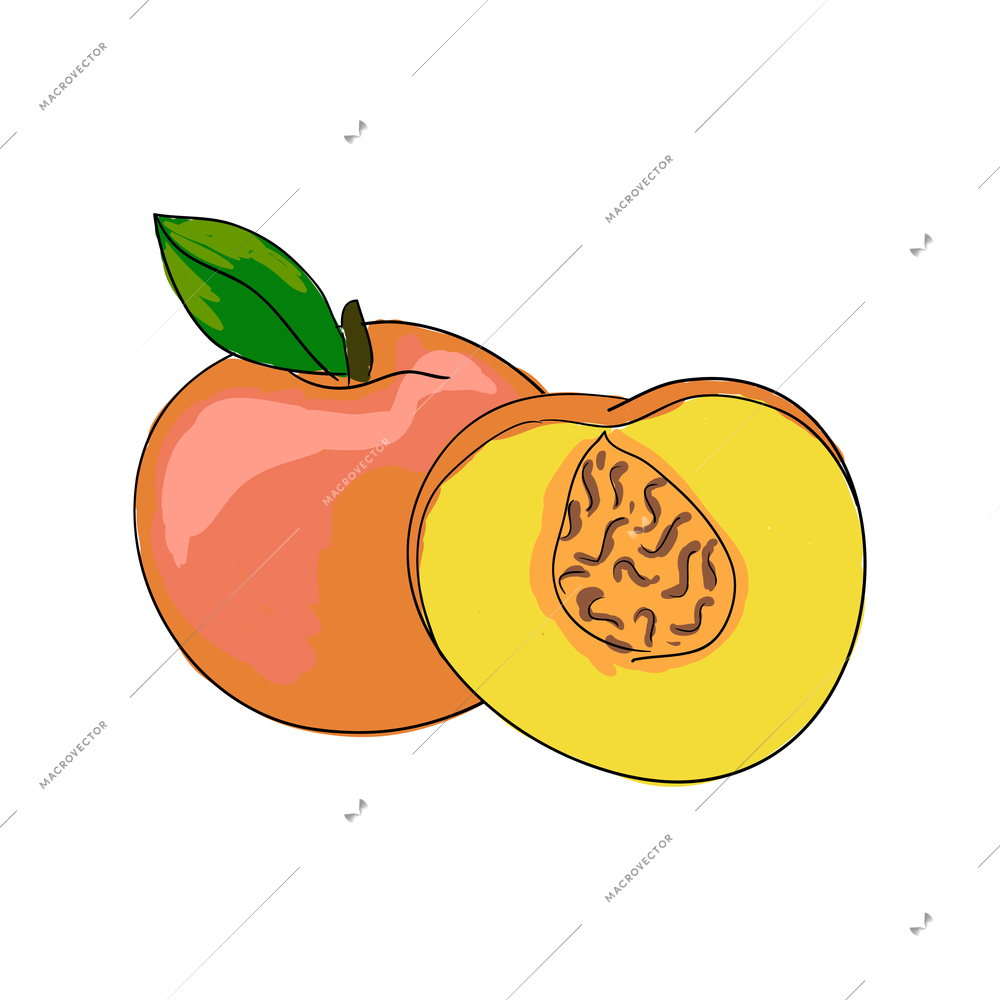 Fresh half and whole peach with green leaf sketch vector illustration