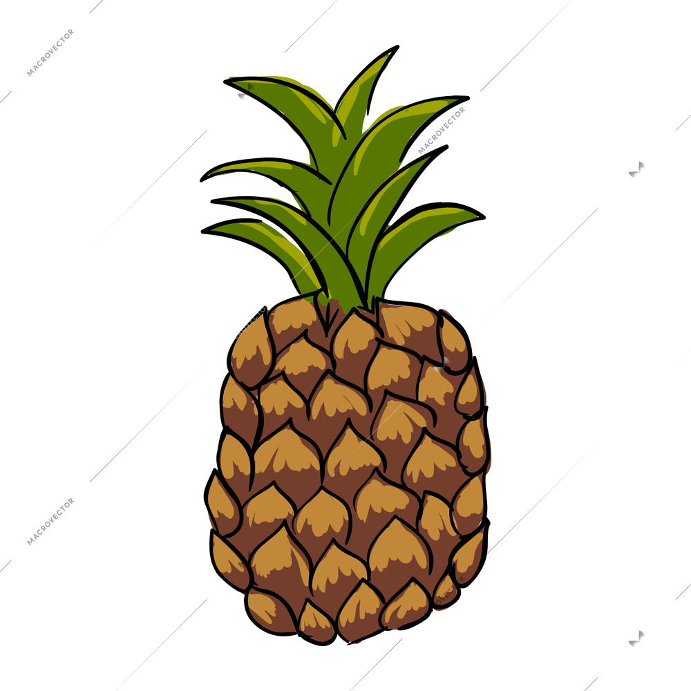 Colored sketch pineapple on white background vector illustration