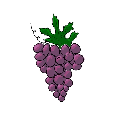 Bunch of isabella grapes with green leaf sketch hand drawn vector illustration