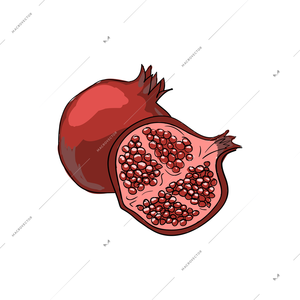 Whole and half pomegranate on white background sketch hand drawn vector illustration