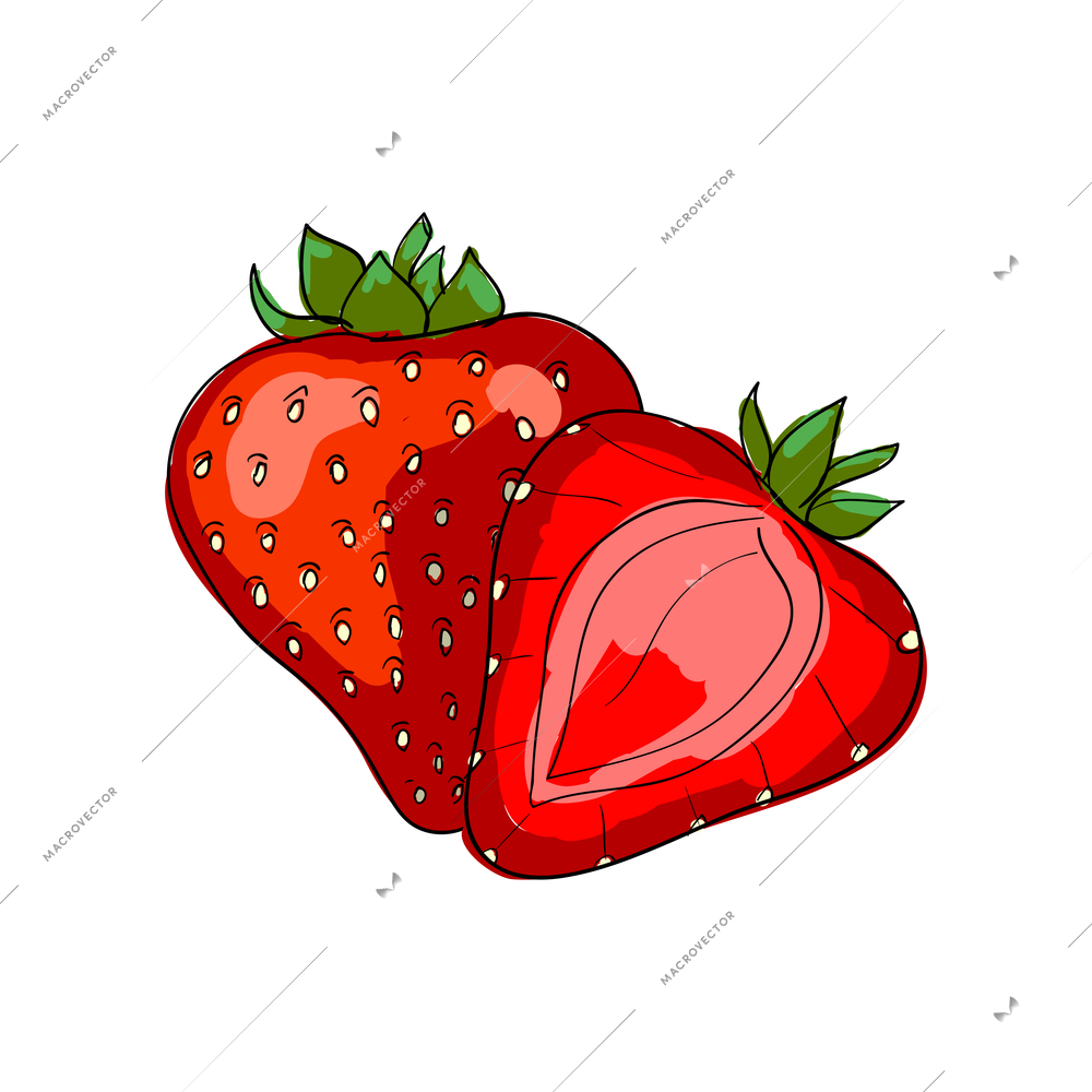 Red whole and half strawberry with green leaves sketch vector illustration