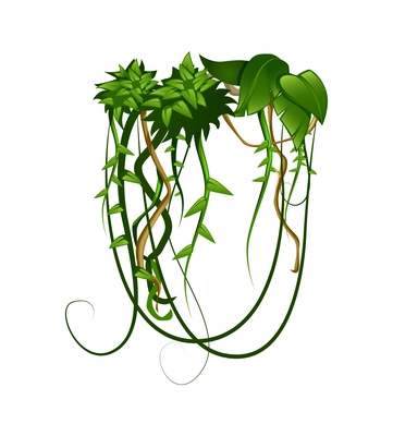 Liana tropical leaves cartoon composition with isolated image of hanging plant on blank background vector illustration