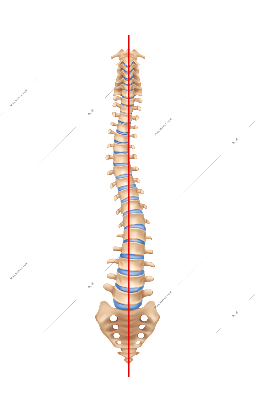 Human spine anatomy scoliosis composition with isolated image of curved spine with bones and straight line vector illustration