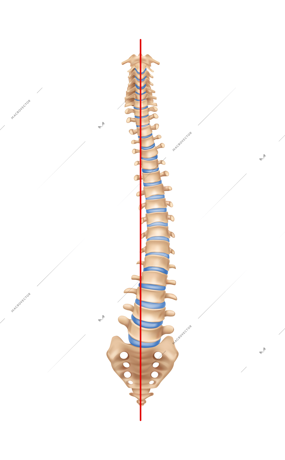 Human spine anatomy scoliosis composition with isolated image of curved spine with bones and straight line vector illustration