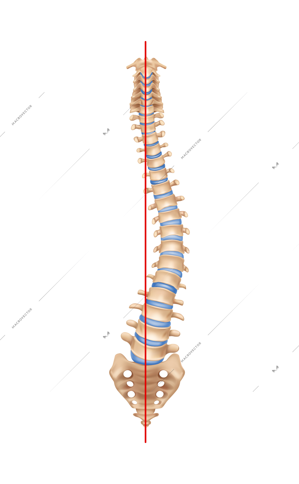 Human spine anatomy scoliosis composition with isolated image of curved spine with bones and straight line vector illustration