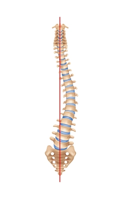 Human spine anatomy scoliosis composition with isolated image of curved spine with bones and straight line vector illustration