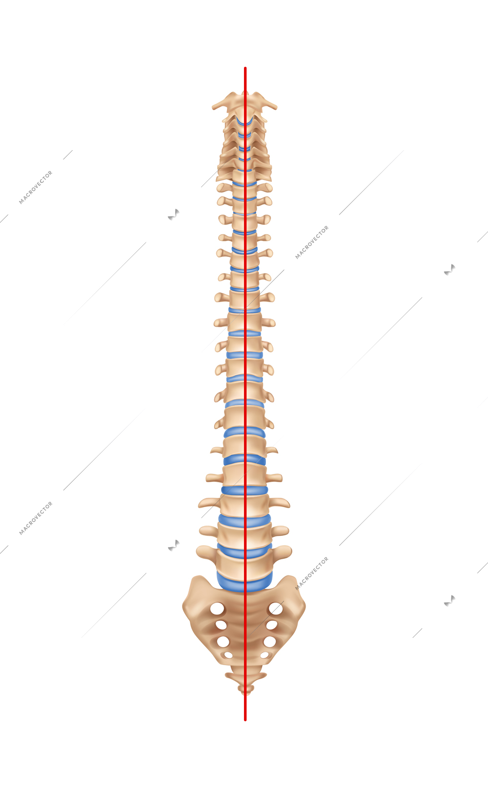 Human spine anatomy scoliosis composition with isolated image of normal spine with bones and straight line vector illustration