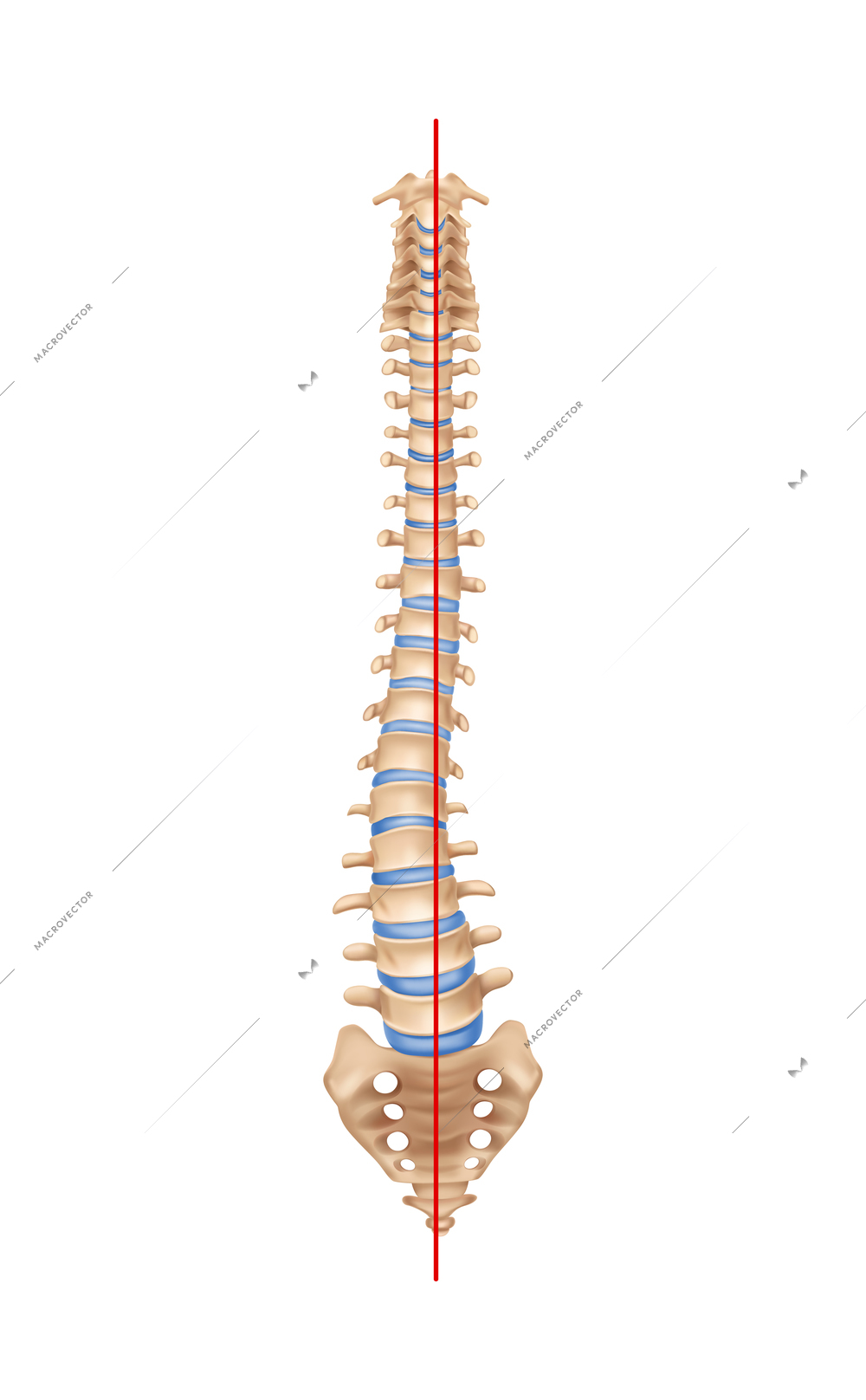 Human spine anatomy scoliosis composition with isolated image of curved spine with bones and straight line vector illustration