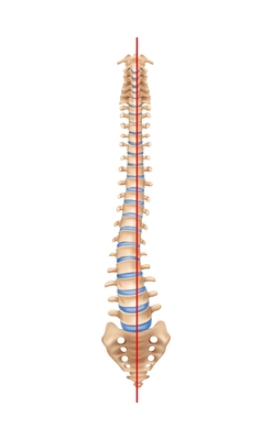 Human spine anatomy scoliosis composition with isolated image of curved spine with bones and straight line vector illustration