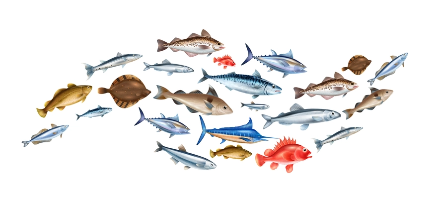 Sea fish realistic concept with different species symbols vector illustration