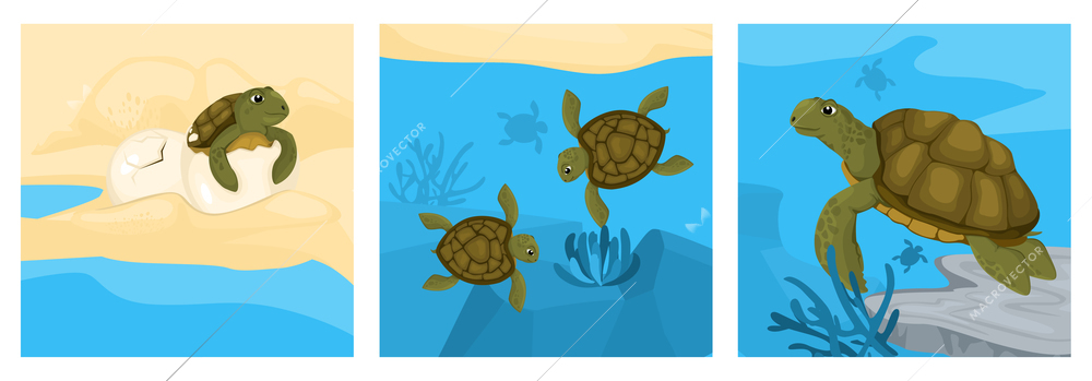 Turtle life cycle design concept with set of square compositions with turtle and fishes in aquarium vector illustration
