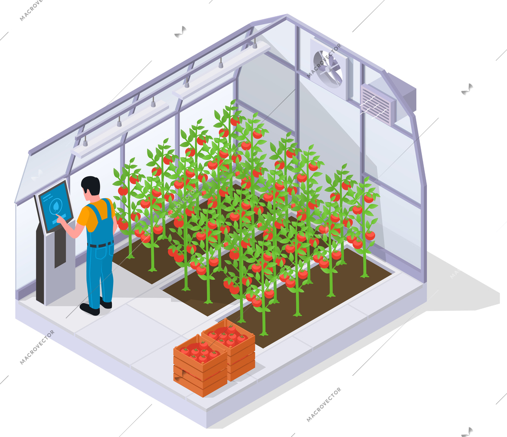 Modern greenhouse isometric concept employee sets up smart equipment inside the greenhouse where tomatoes are growing vector illustration