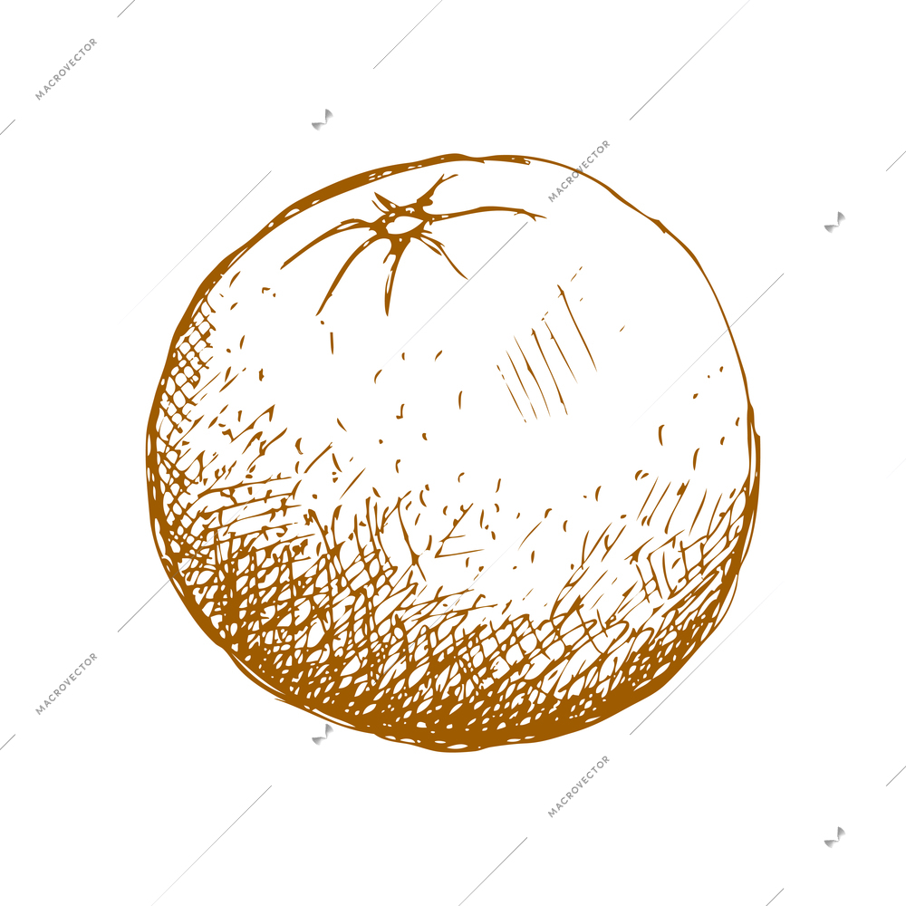 Hand drawn fruit vintage composition with sketch style isolated monochrome image of fruit on blank background vector illustration