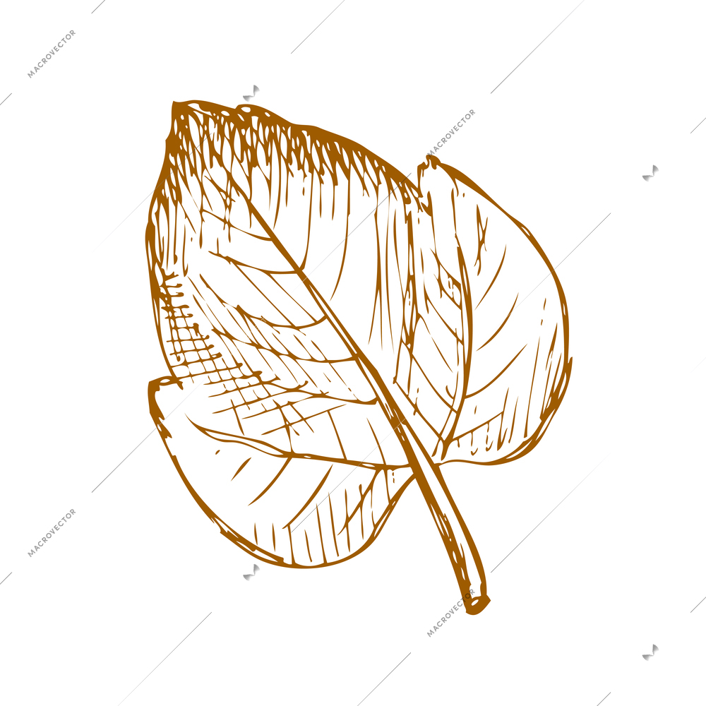 Hand drawn fruit vintage composition with sketch style isolated monochrome image of leaf on blank background vector illustration