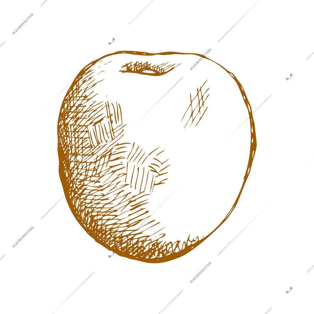 Hand drawn fruit vintage composition with sketch style isolated monochrome image of fruit on blank background vector illustration