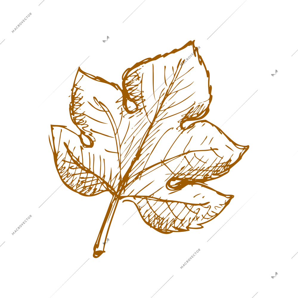 Hand drawn fruit vintage composition with sketch style isolated monochrome image of leaf on blank background vector illustration