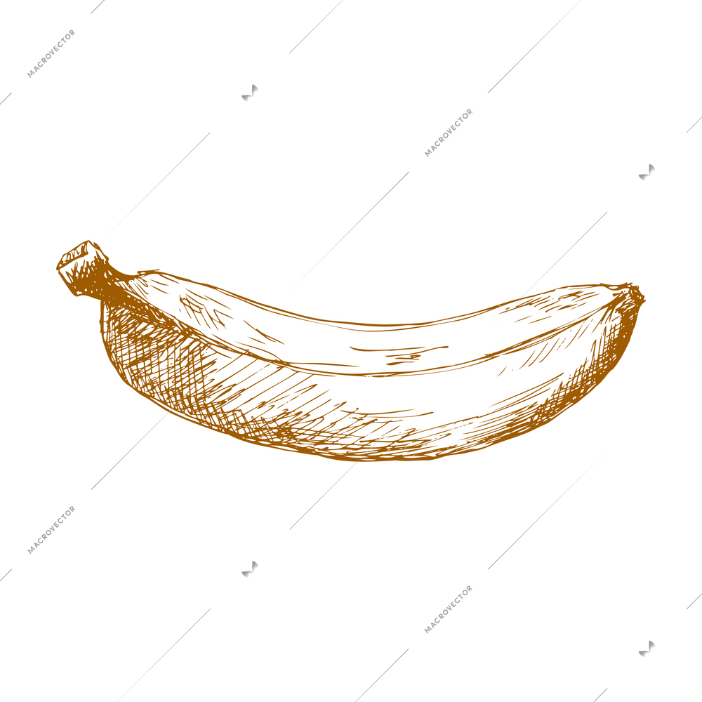 Hand drawn fruit vintage composition with sketch style isolated monochrome image of fruit on blank background vector illustration