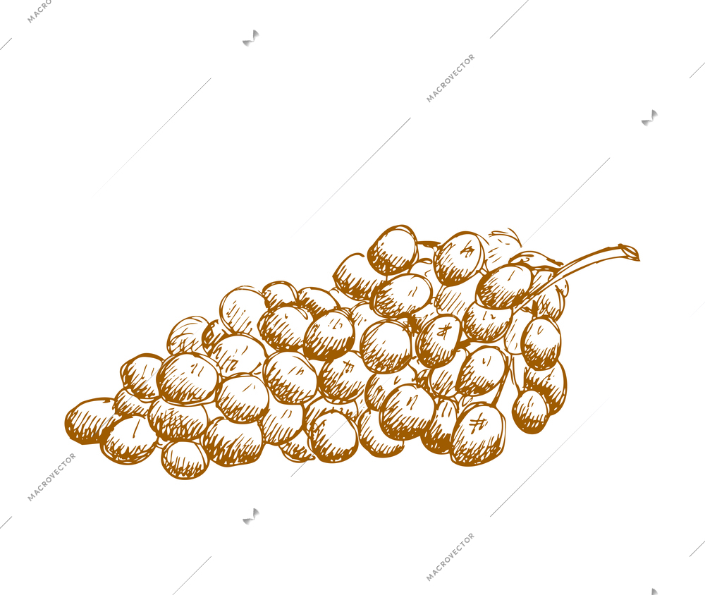 Hand drawn fruit vintage composition with sketch style isolated monochrome image of vine on blank background vector illustration