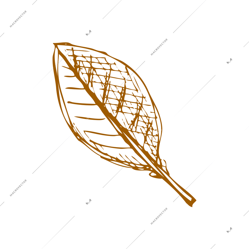 Hand drawn fruit vintage composition with sketch style isolated monochrome image of leafon blank background vector illustration