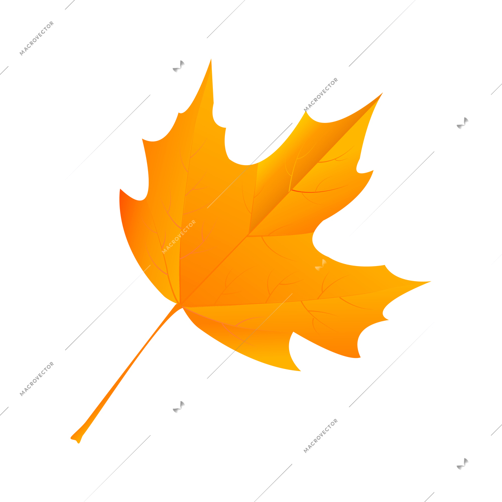 Autumn leaves composition with colorful isolated image of maple leaf vector illustration