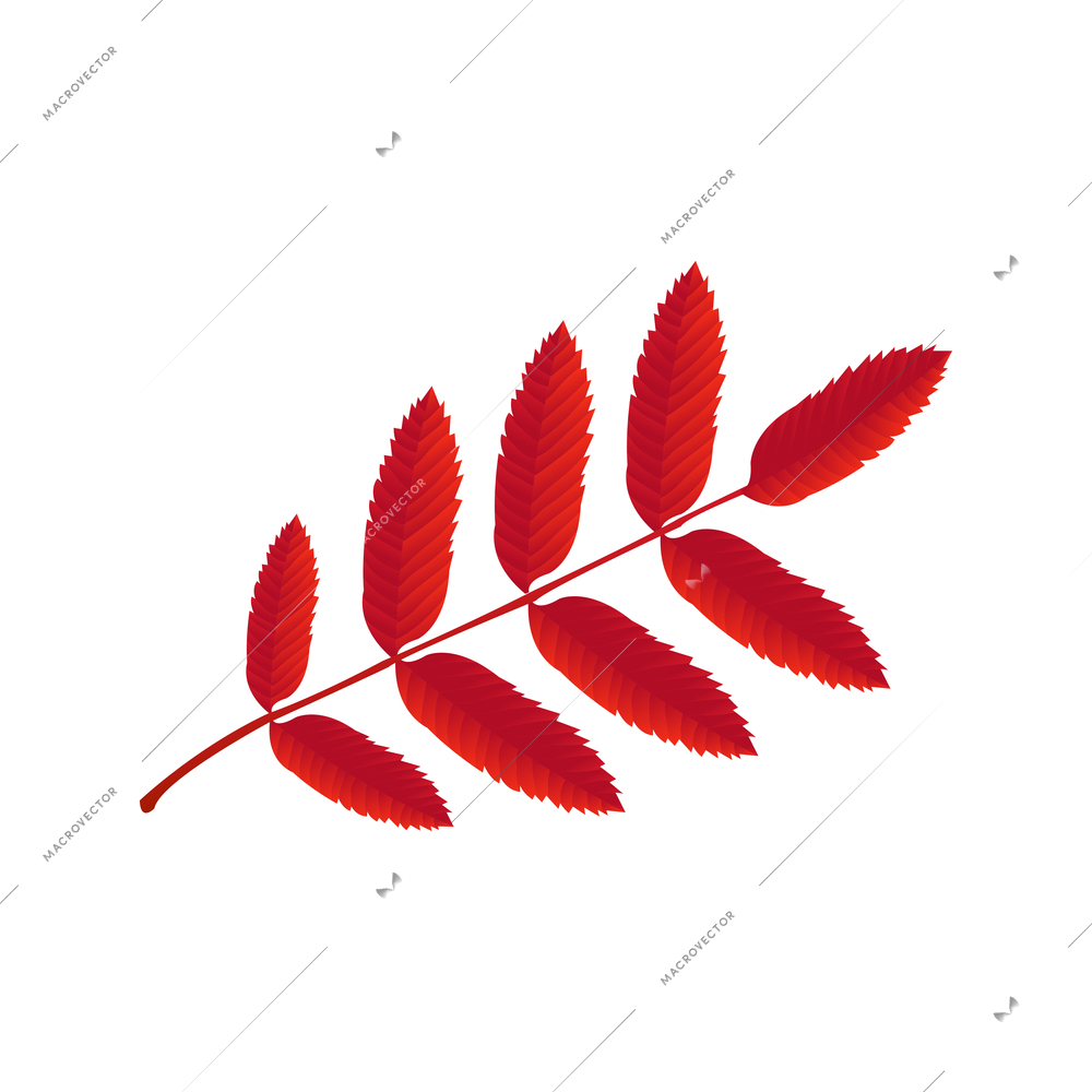 Autumn leaves composition with colorful isolated image of ash leaf vector illustration