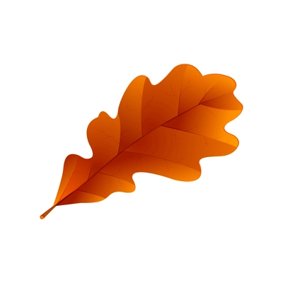 Autumn leaves composition with colorful isolated image of oak leaf vector illustration