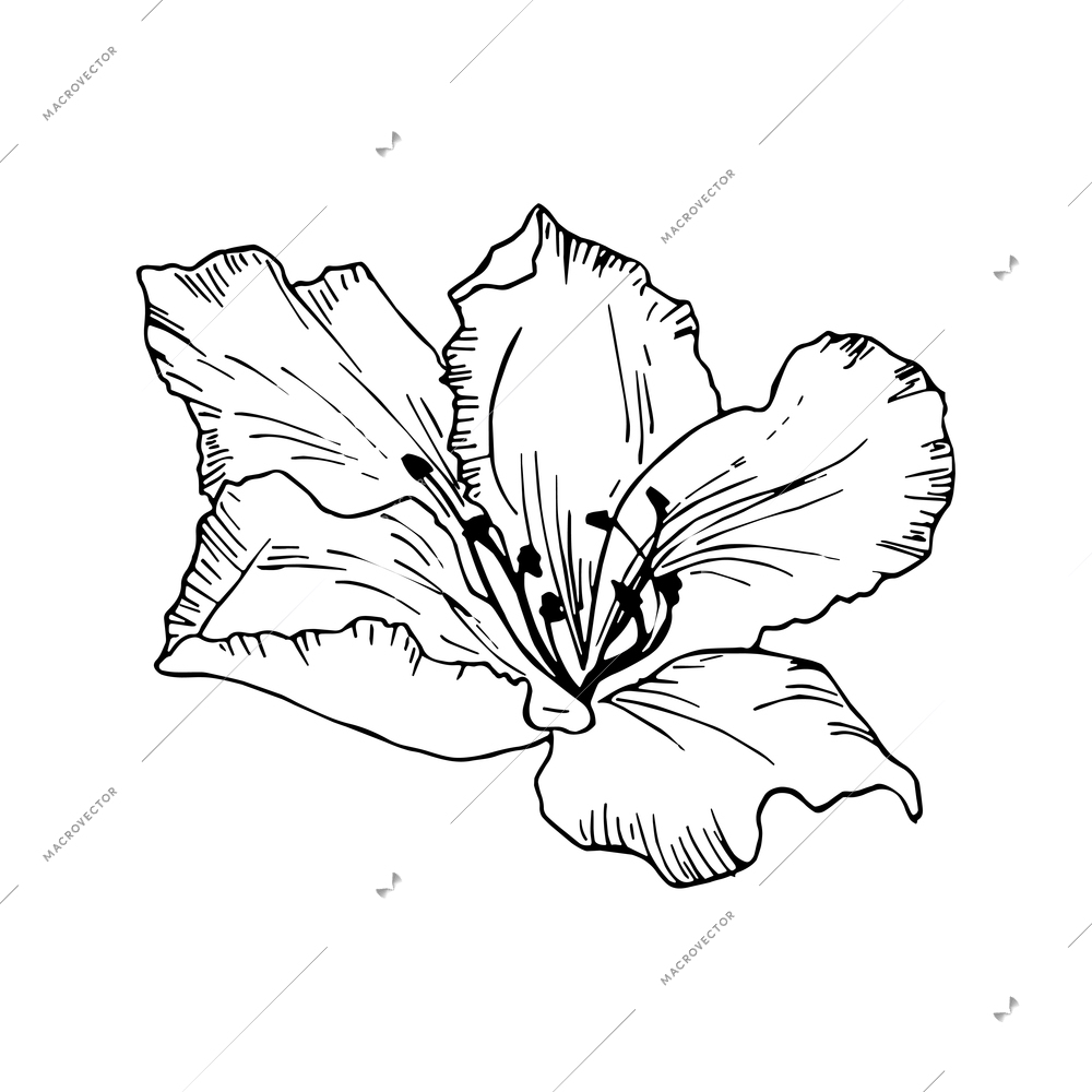 Floral elements composition with monochrome image of flower vector illustration
