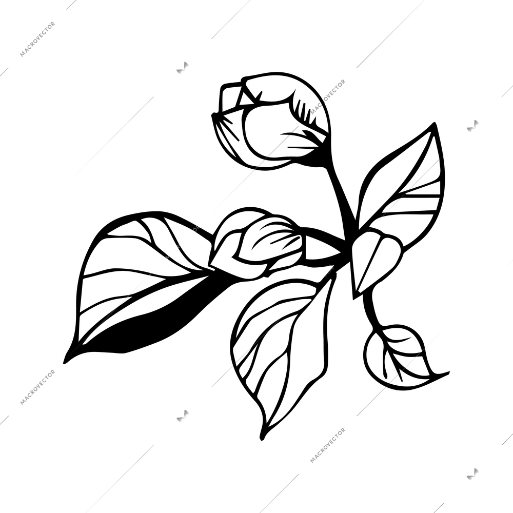 Floral elements composition with monochrome image of rose flower with leaves and flower bud vector illustration